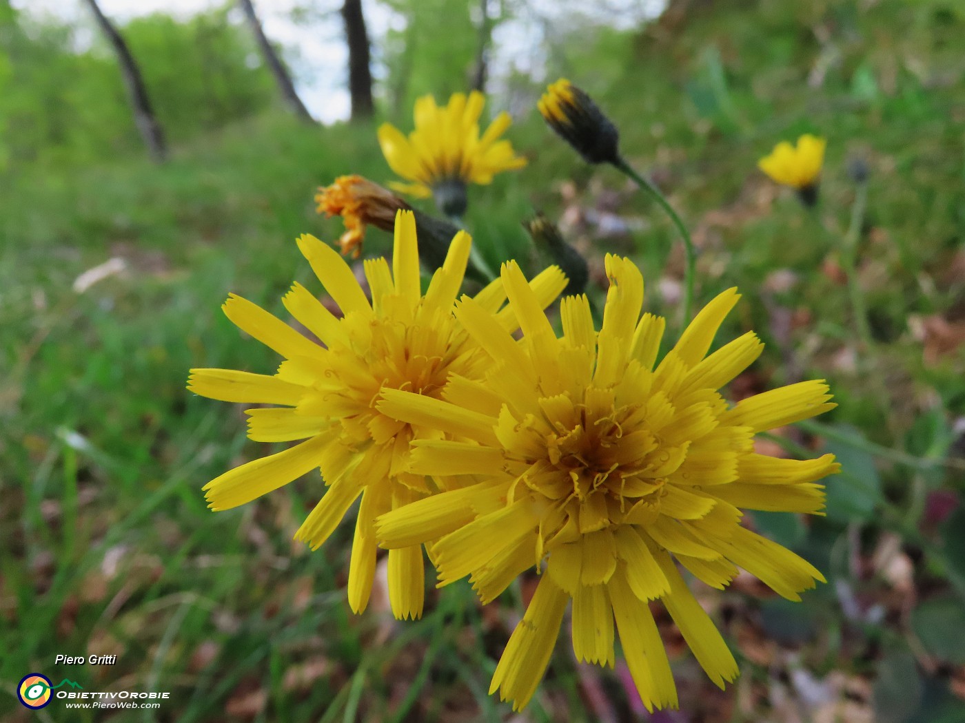 12 Hieracium... (Sparviere).JPG